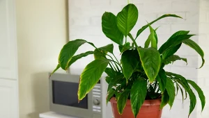 Po czym można poznać, że roślina przemarzła?