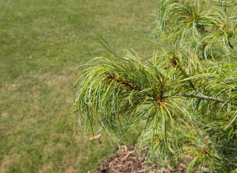 Sosna koreańska wytwarza bardzo smaczne i popularne orzeszki piniowe.