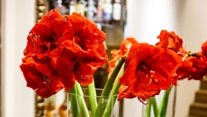 Jak sprawić, by amarylisy w wazonie długo wytrzymały?