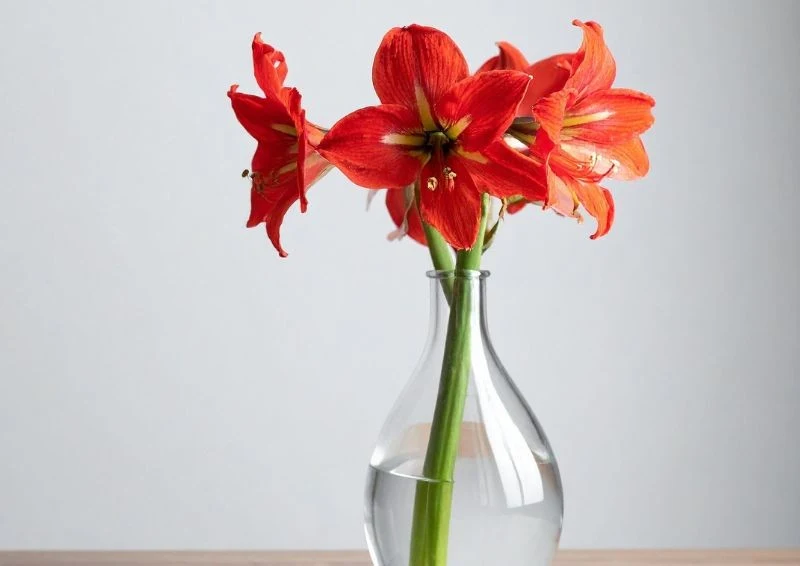 Amarylisy w wazonie wyglądają równie pięknie, jak te w doniczce.