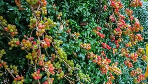 Uprawa oliwników jest prosta i mało wymagająca.