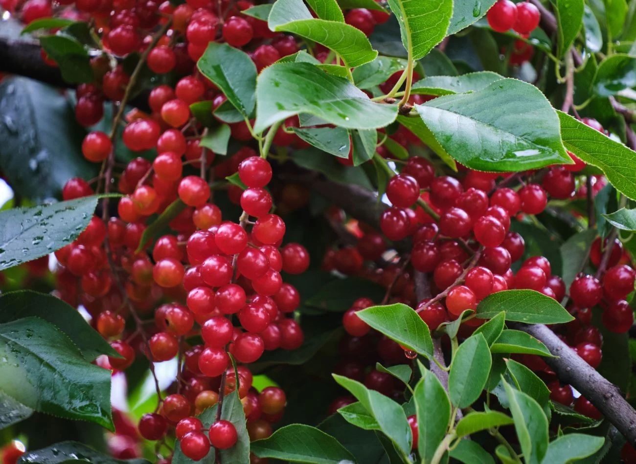 Owoce oliwnika są bogate w witaminy C, A, E i z grupy B oraz wapń i magnez.