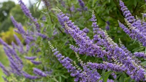 Krzew wyróżnia się charakterystycznym, rozłożystym pokrojem i lawendowo-niebieskimi kwiatami zebranymi w okazałe, wiechowate kwiatostany.