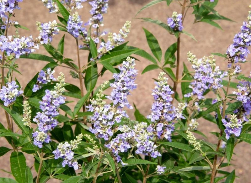 Owoce niepokalanka pospolitego po wysuszeniu i rozdrobnieniu przypominają w smaku pieprz, choć są łagodniejsze i bardziej korzenne.