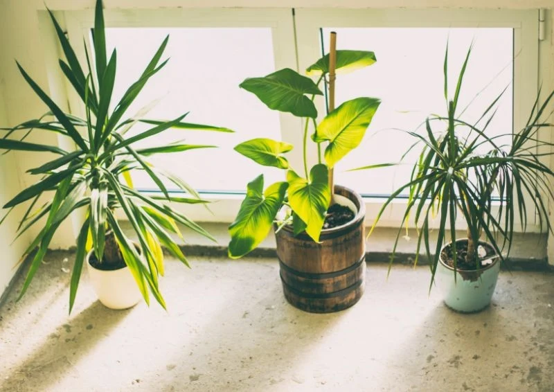 Rośliny zaraz po zakupie powinny zostać stopniowo przyzwyczajone do nowych warunków.