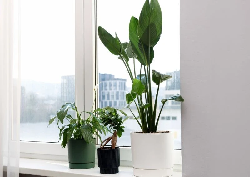 Nowe rośliny mogą roznosić szkodniki, więc trzeba je poddać kwarantannie.