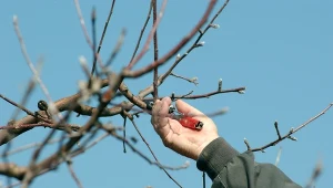 Wyjaśniamy, dlaczego warto przycinać rośliny zimą.