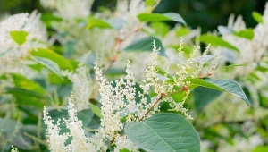 Rdestowiec sachaliński jest rośliną miododajną, ale zagraża rodzimej przyrodzie.