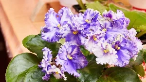 Co zrobić, aby fiołek afrykański kwitł zimą? Warto wypróbować tę odżywkę.