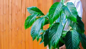 Które rośliny najlepiej nadają się na prezent dla kogoś bliskiego? Skrzydłokwiat to dobry wybór.