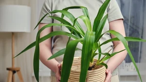 2 kluczowe zabiegi sprawią, że juka będzie pięknie rosła.