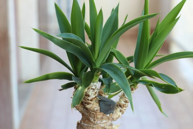 Przycinanie juki to także możliwość, żeby ją rozmnożyć.