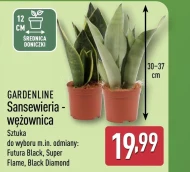 Рослина в горщику Gardenline