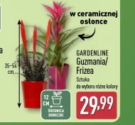 Фрізе Gardenline