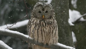Leśnicy wydali ważny komunikat do kierowców. Chodzi o sowy