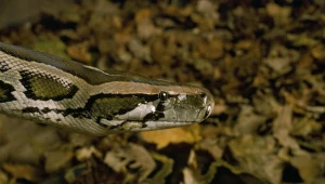 Wąż owinął się wokół szyi hodowcy. Strażacy ruszyli na ratunek