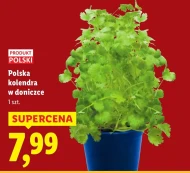 Коріандр у горщику Polski