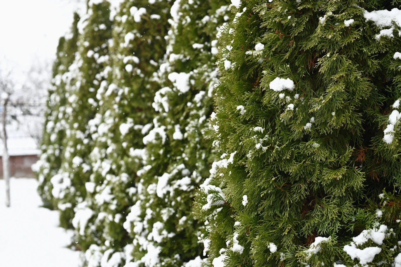 Jak zadbać o tuje zimą?