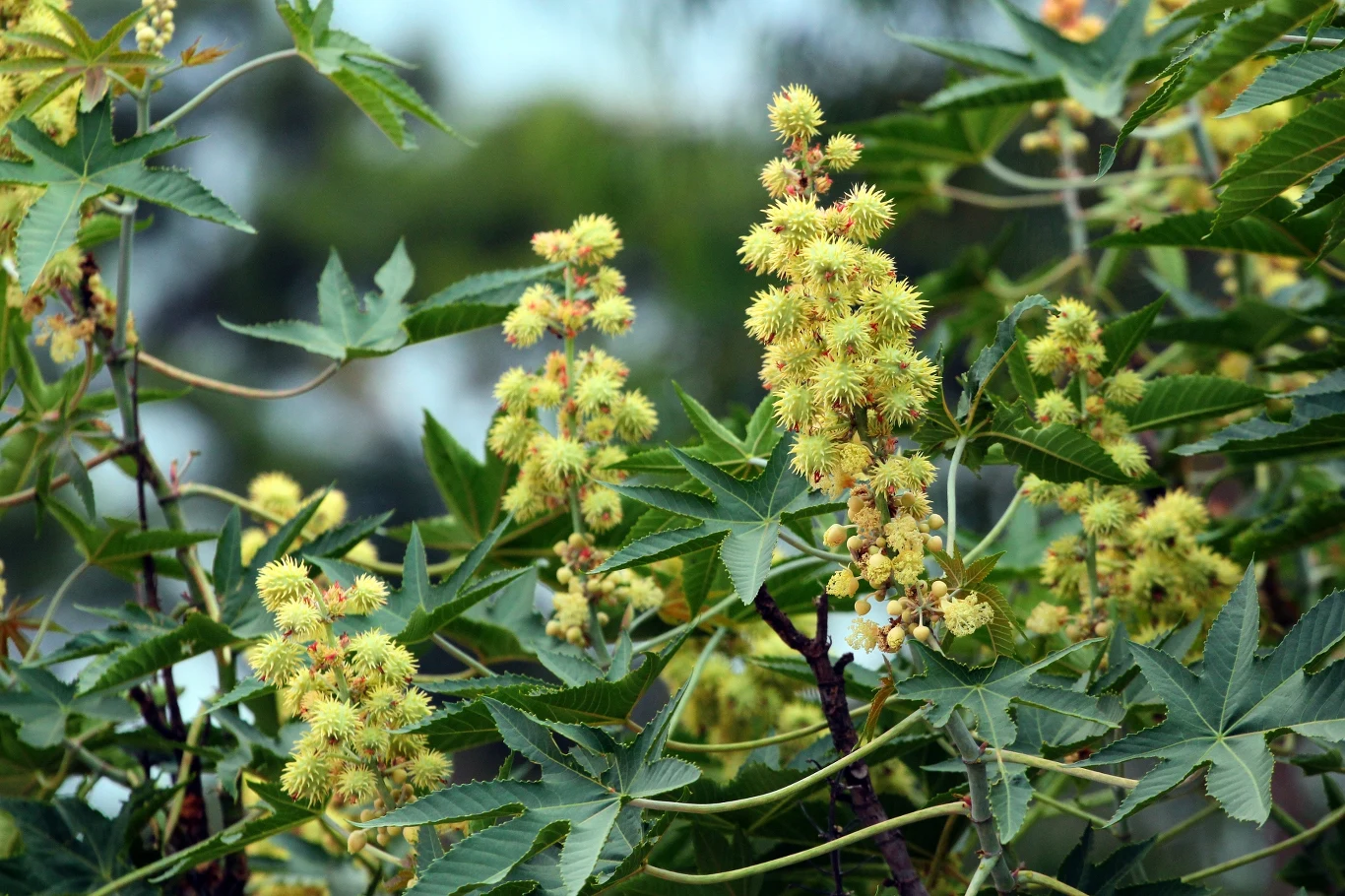 Sztywne łodygi z intensywnie zielonymi, dłoniastymi liśćmi oraz skupiska jasnych, kolczastych owoców z wyraźnymi wypustkami. W tle widoczne rozmycie naturalnej roślinności.