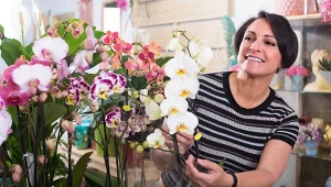 Pokrój i poczęstuj storczyka. Nowe pąki zobaczysz szybciej, niż myślisz