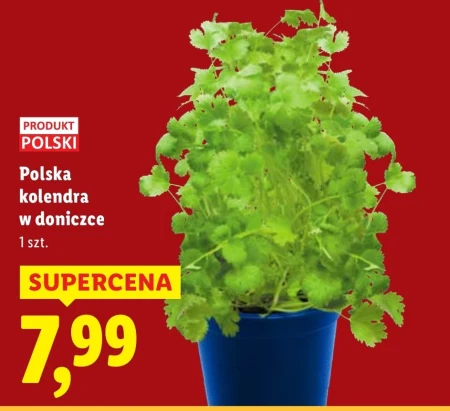Коріандр у горщику Polski