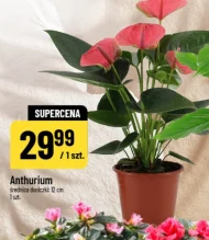 Anthurium C &C