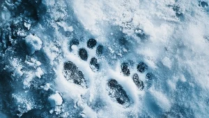 Twój kot zostawia takie ślady? Zwróć na to uwagę