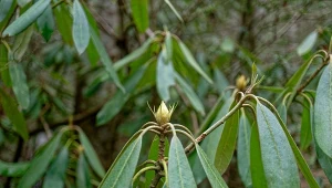 Nie tylko hortensje, ale również rododendrony trzeba zabezpieczyć przed mrozem i mokrym śniegiem.
