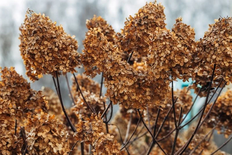 Siarczysty mróz jest niebezpieczny dla wrażliwych gatunków hortensji
