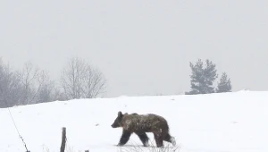 Bieszczadzkie niedźwiedzie nie śpią. Okoliczni mieszkańcy przerażeni 