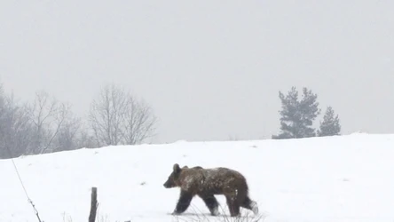 Coraz częściej zdarza się, że zimowy sen niedźwiedzi zostaje zakł&oacute;cony. Winowajcą jest nierzadko człowiek