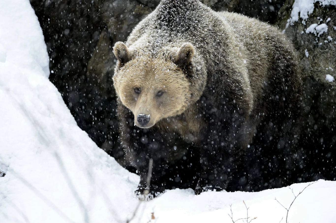 Niedźwiedź brunatny wychodzący z ciemnej jaskini w ośnieżonym lesie, na tle padającego śniegu, z wyraźnym futrem pokrytym warstwą śniegu.