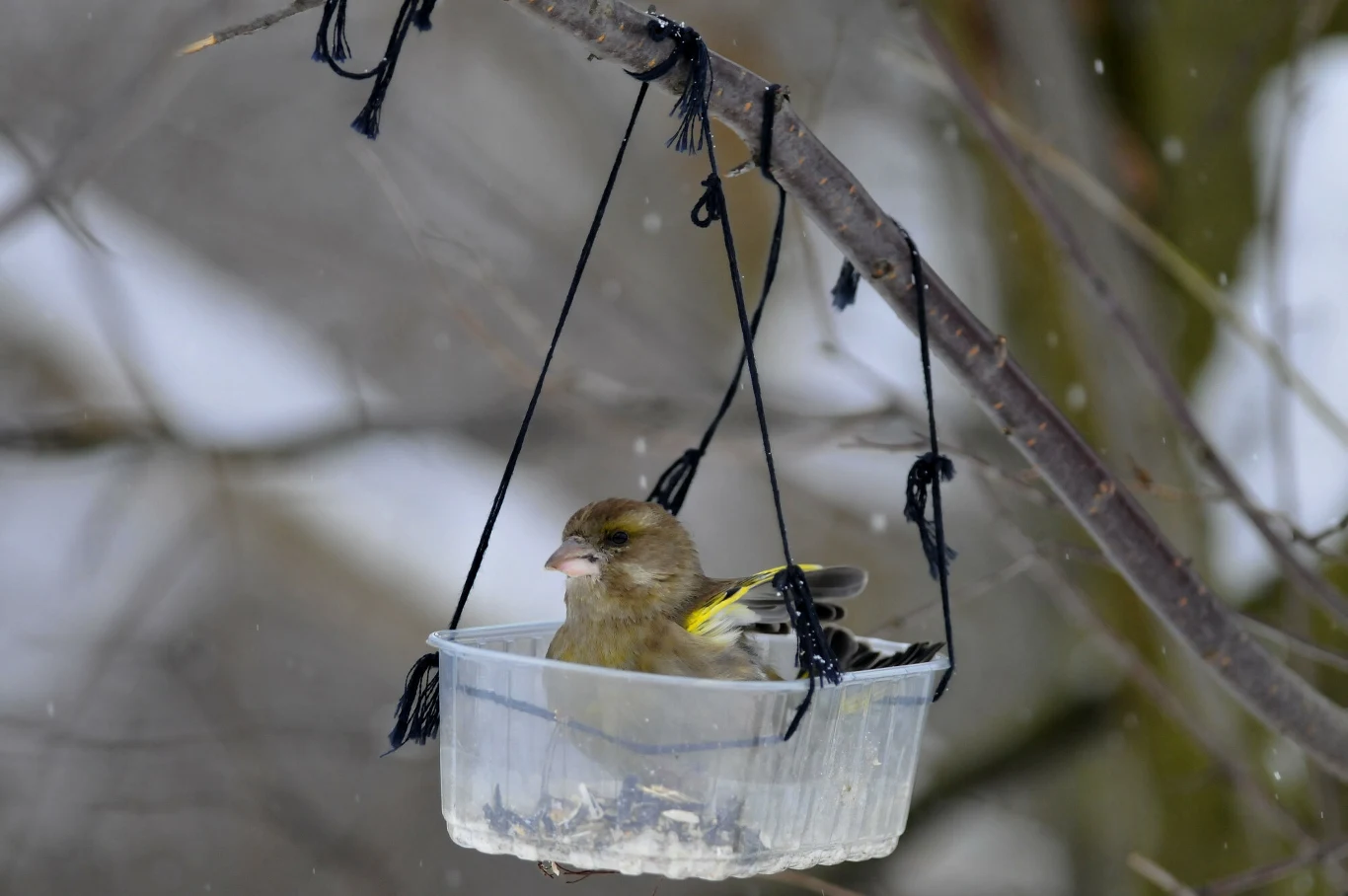 Czym żywią się dzwońce? Te ptaki to prawdziwe rozrabiaki w karmniku. Czym żywią się dzwońce? Te ptaki to prawdziwe rozrabiaki w karmniku.