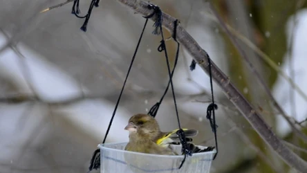 Czym żywią się dzwońce? Te ptaki to prawdziwe rozrabiaki w karmniku.