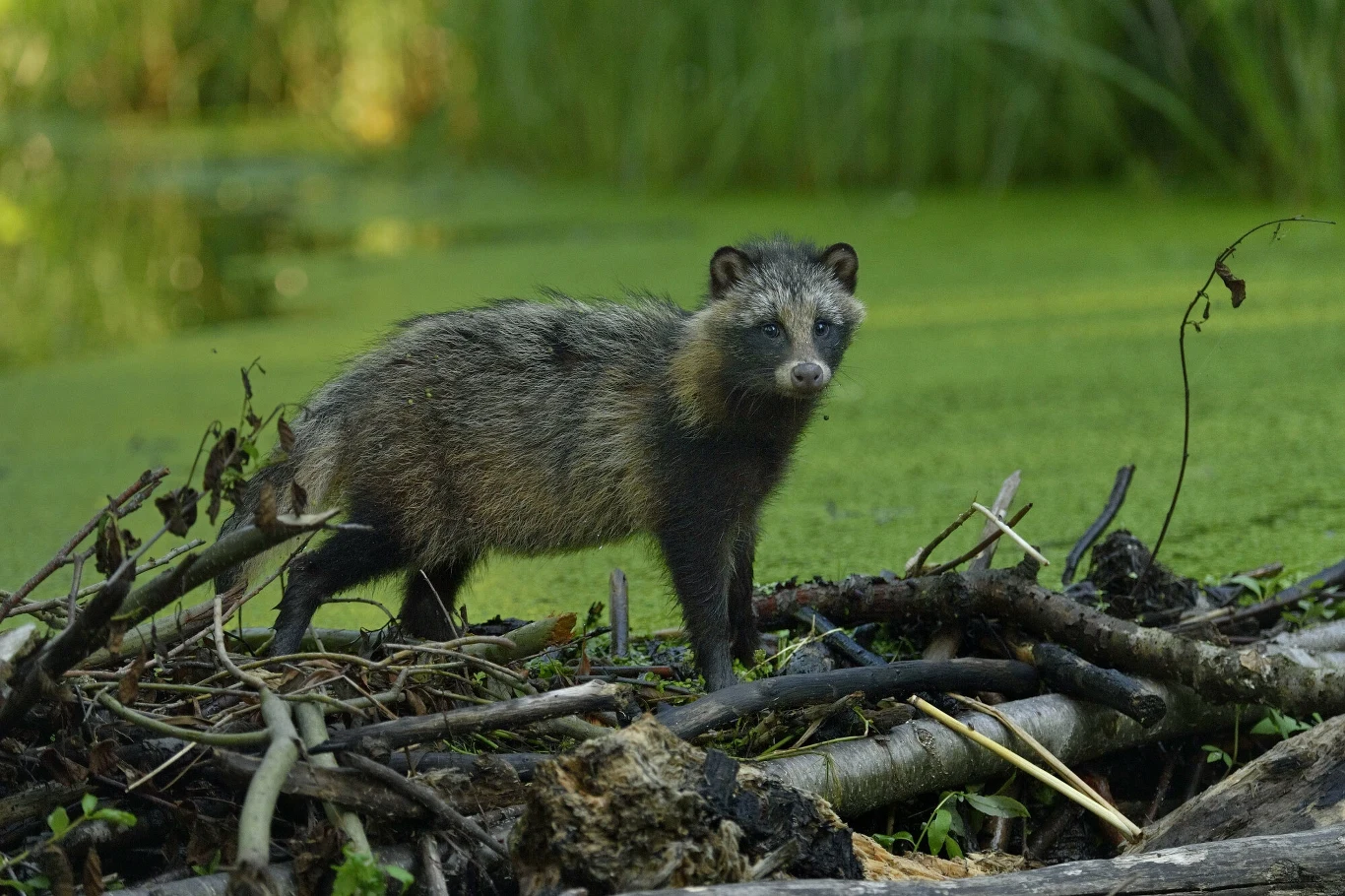 Młody jenot jest nieco niepodobny do psa Jenot stoi na gałęziach i powalonych drzewach przy brzegu zielonego, zarośniętego stawu, otoczony bujną roślinnością.