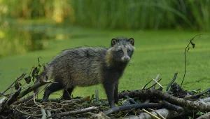 Wielka pomyłka na komendzie. Przywieziony "pies" okazał się jenotem