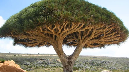 Z czego słynie Sokotra?