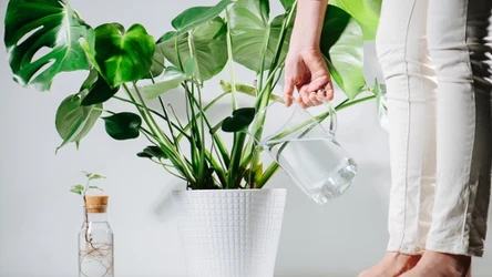 Monstera żółknie i traci liście? Domowa odżywka pomoże jej odzyskać zdrowie i piękny wygląd. 