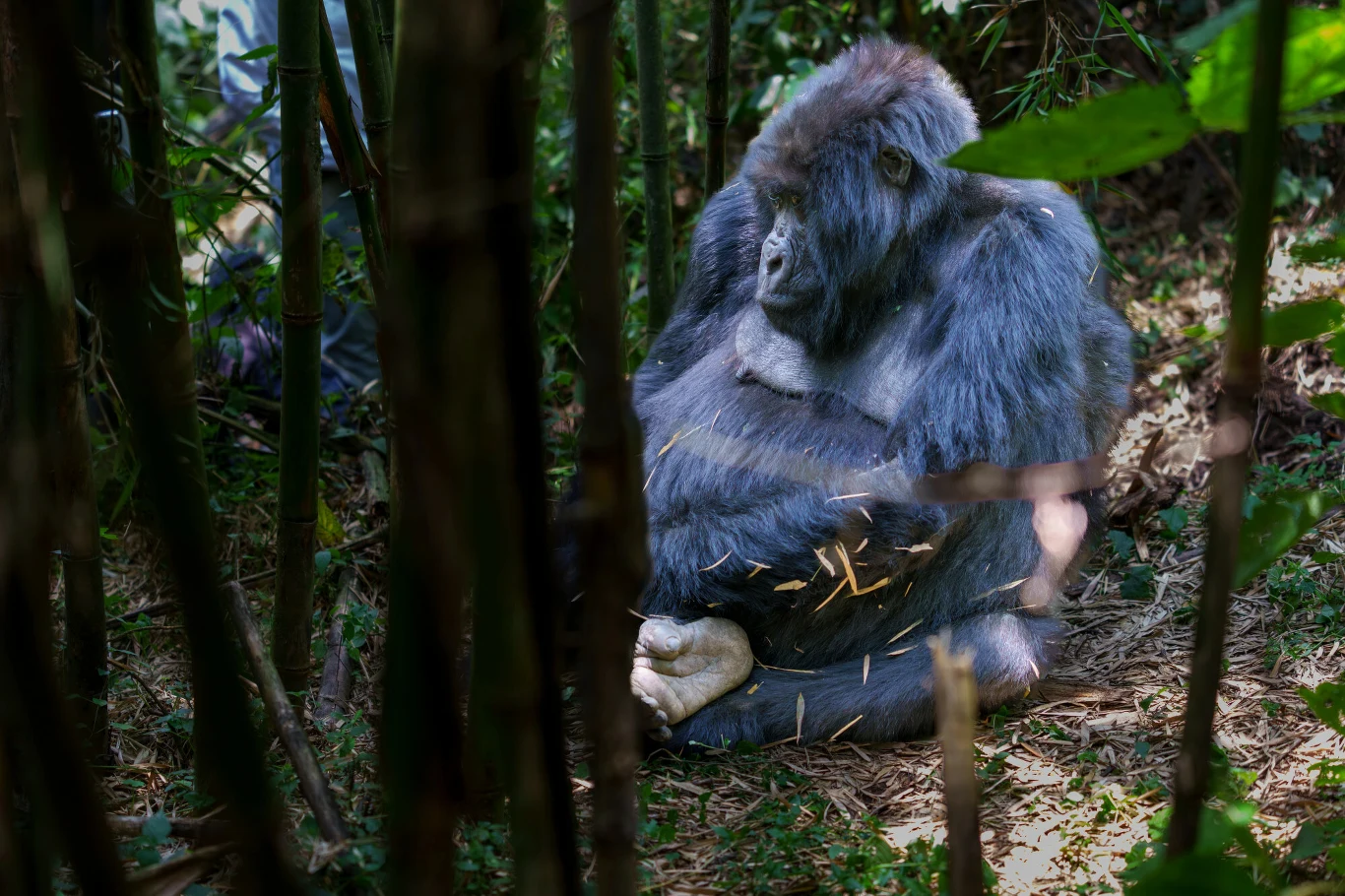 Goryl siedzi wśród gęstych krzewów i drzew, zrelaksowany, z rękami skrzyżowanymi na kolanach. Wokół widoczne fragmenty bambusa i liści, światło przebija się przez liście, tworząc spokojną atmosferę.