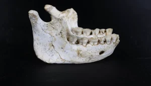 Odkryli homininy sprzed 773 tys. lat. Wypełnią lukę w ewolucji