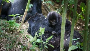Najstarszy park narodowy Afryki jest domem dla wielu ostatnich na świecie goryli górskich