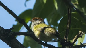 Leśniak brazylijski to znany gatunek wireonka. Okazuje się, że obok niego pojawił się nowy