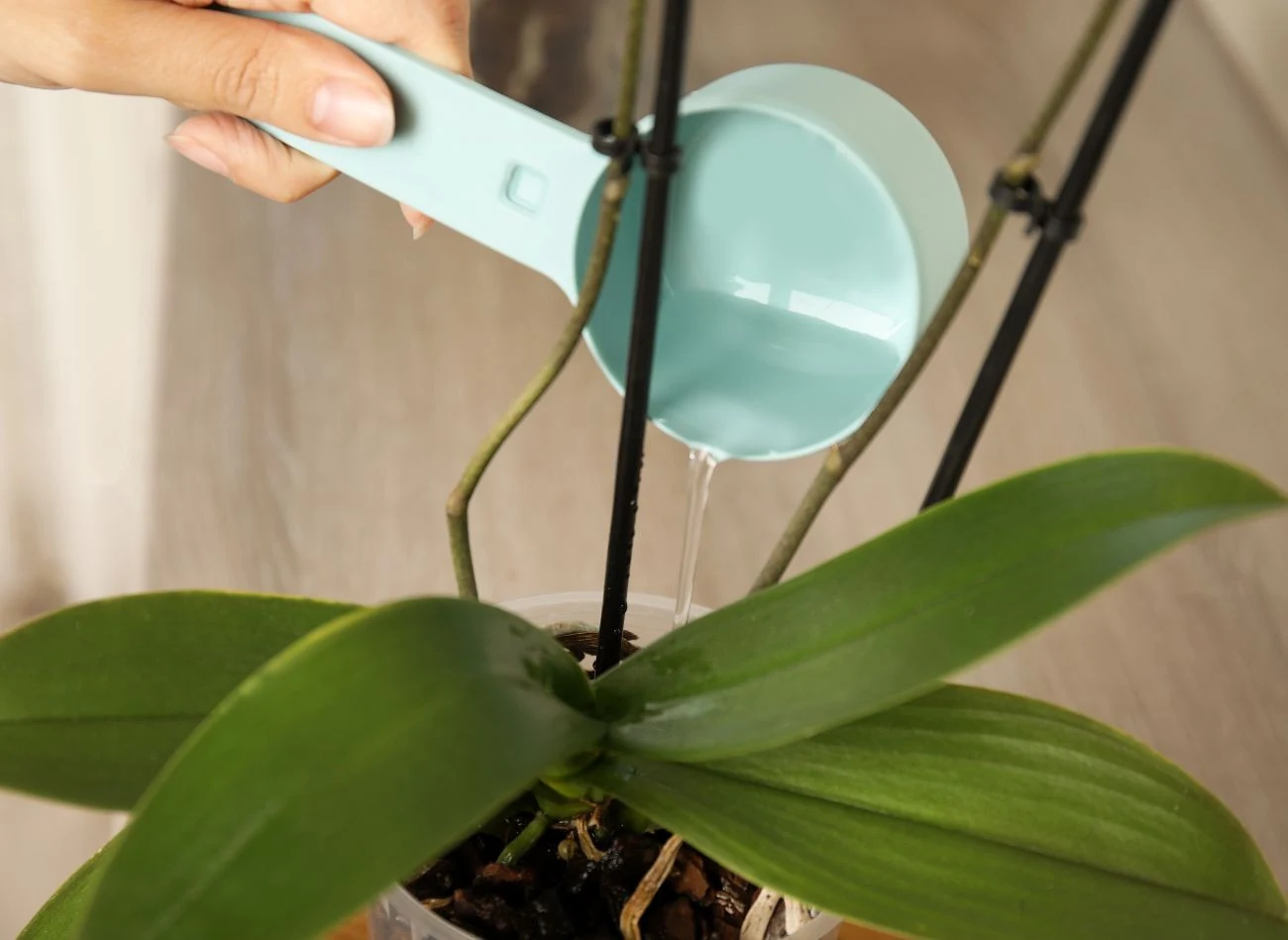 Jeżeli storczyk potrzebuje wody, korzenie tracą intensywną zieleń, stają się matowe i srebrzyste, a doniczka wyraźnie traci ciężar.