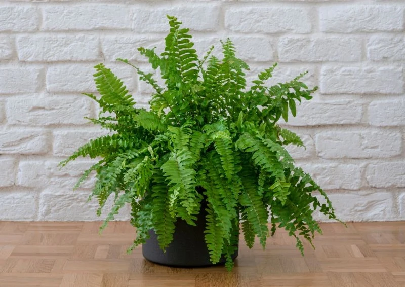 Nefrolepis wyniosły jest łatwy w uprawie i pasuje do każdego wnętrza.