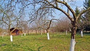 Podpowiadamy, jak rozpoznać gumozę drzew pestkowych.