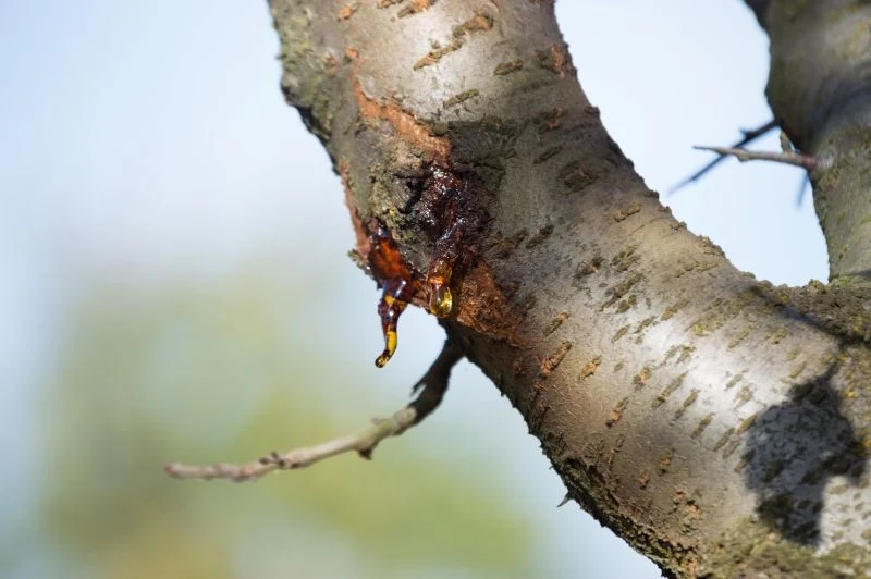 Gumoza drzew pestkowych jest łatwa do rozpoznania