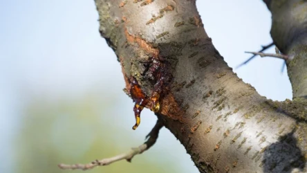 Gumoza drzew pestkowych jest łatwa do rozpoznania