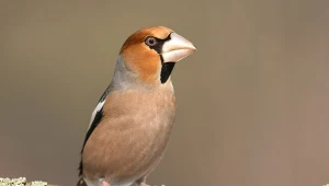 Jak zimą przyciągnąć grubodzioba do karmnika?