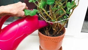 Dowiedz się, kiedy wybudzać pelargonie ze snu zimowego i jak to zrobić krok po kroku.