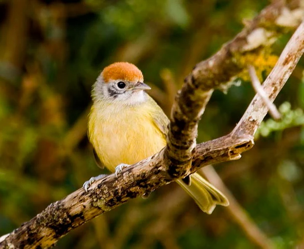 Niewielki ptak o żółtym brzuchu i kasztanowej czapeczce siedzi na gałęzi, w tle rozmyte zielone liście i gałęzie.